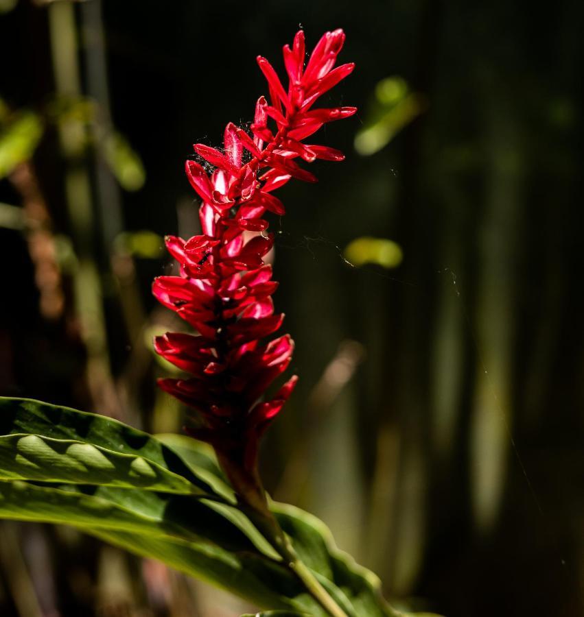 Casa Tucanes Manuel Antonio Zewnętrze zdjęcie